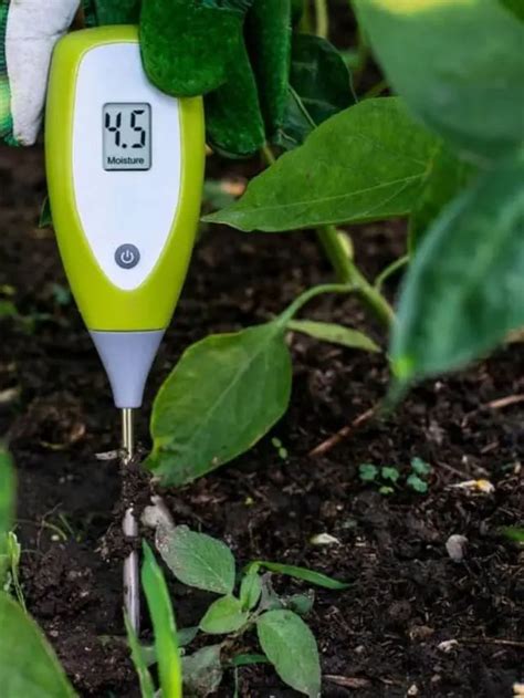 moisture meter level for zz plant|over watering zz plants.